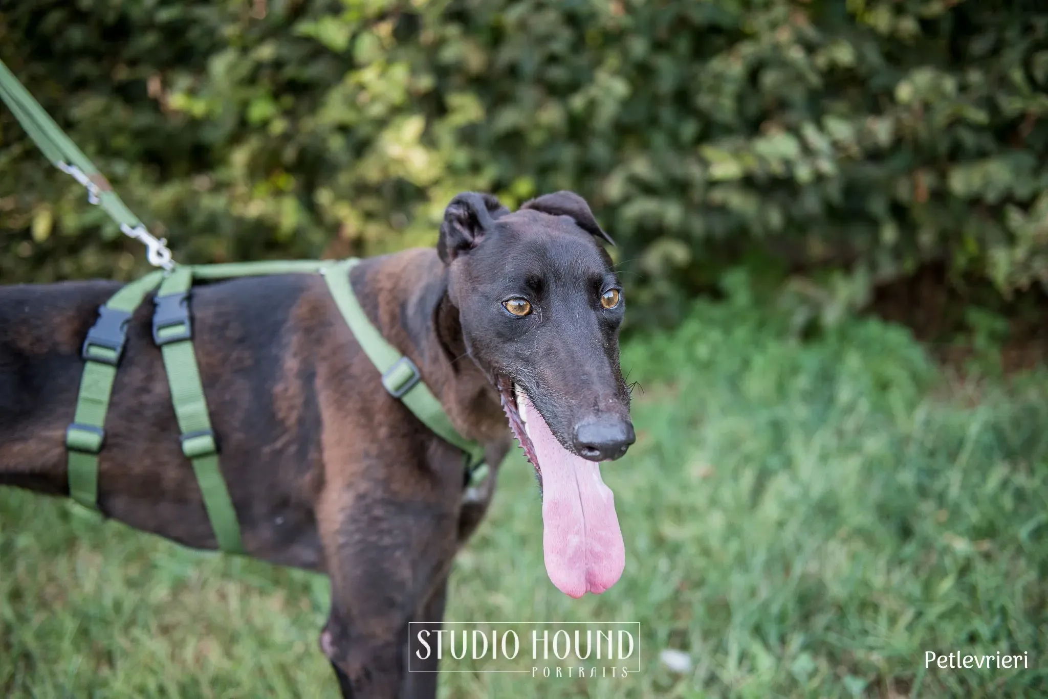 Felix greyhound petlevrieri11