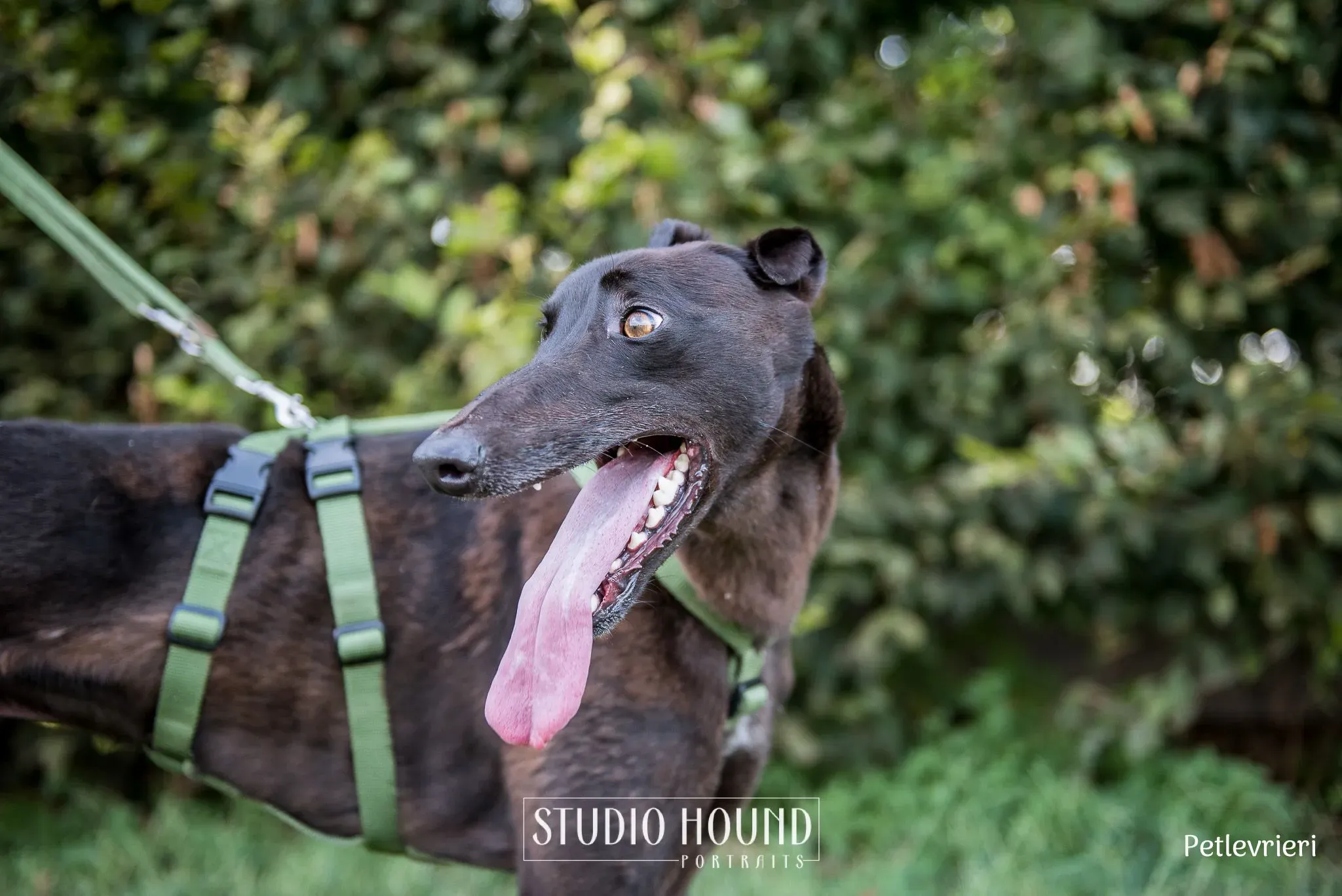 Felix greyhound petlevrieri12