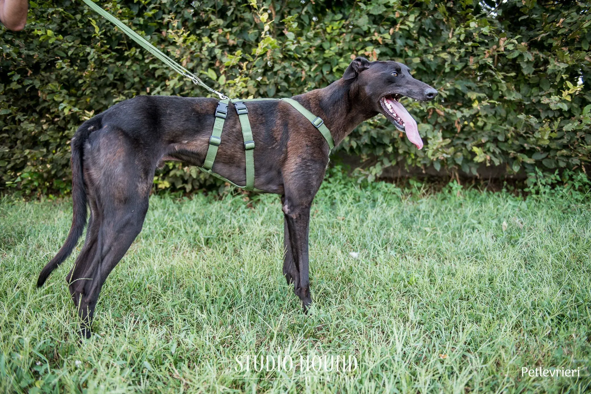 Felix greyhound petlevrieri13