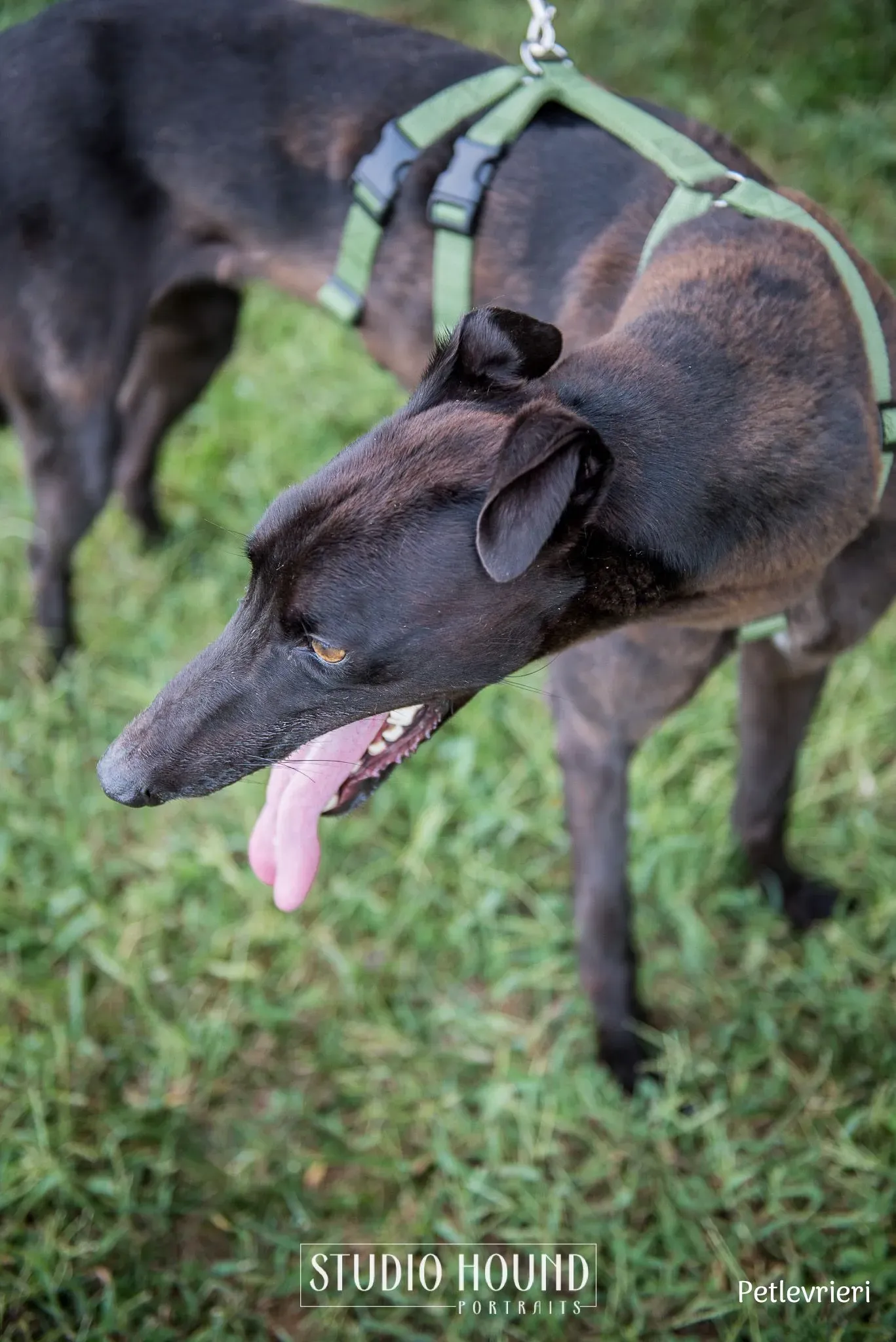 Felix greyhound petlevrieri14