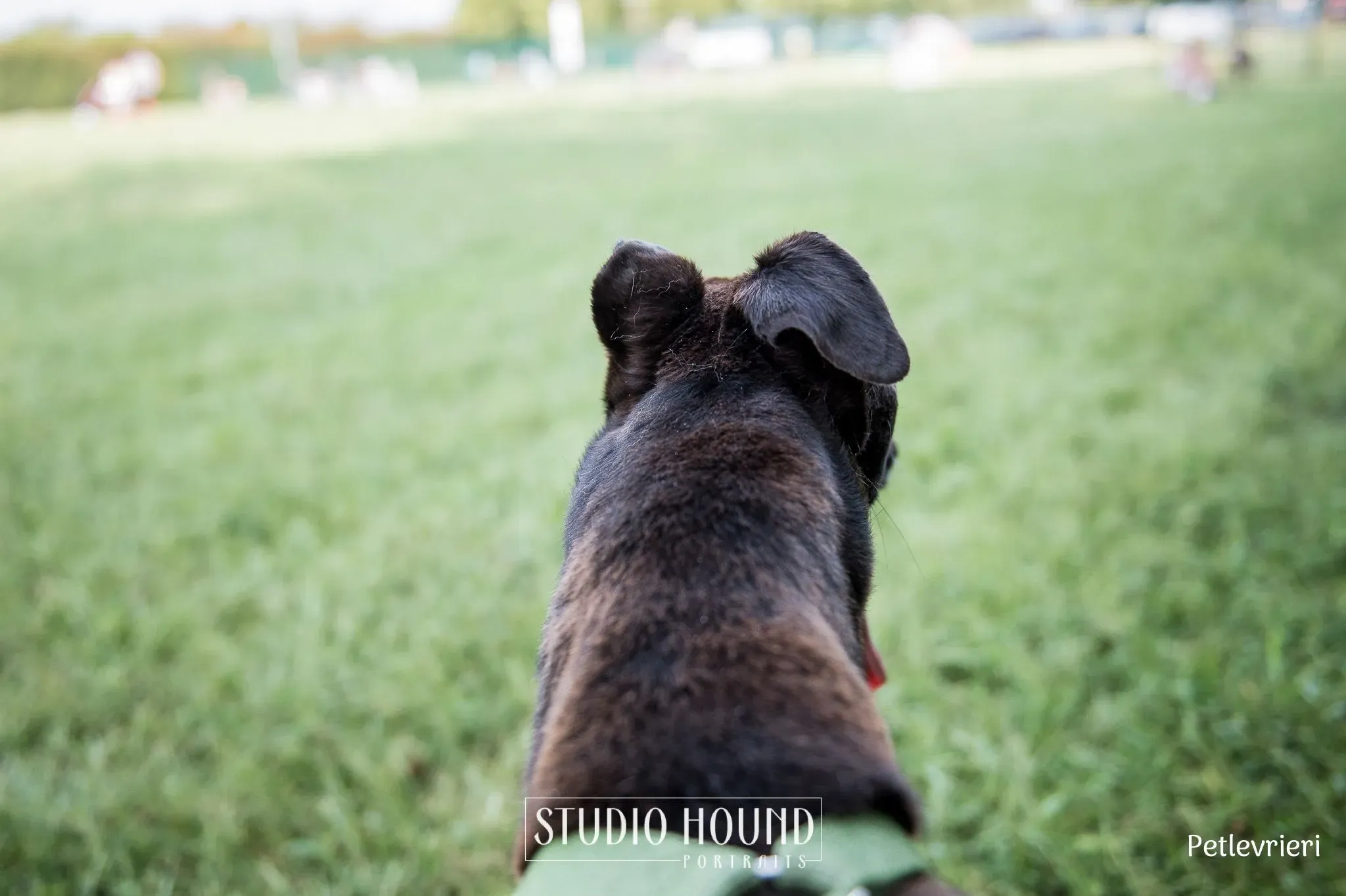 Felix greyhound petlevrieri15