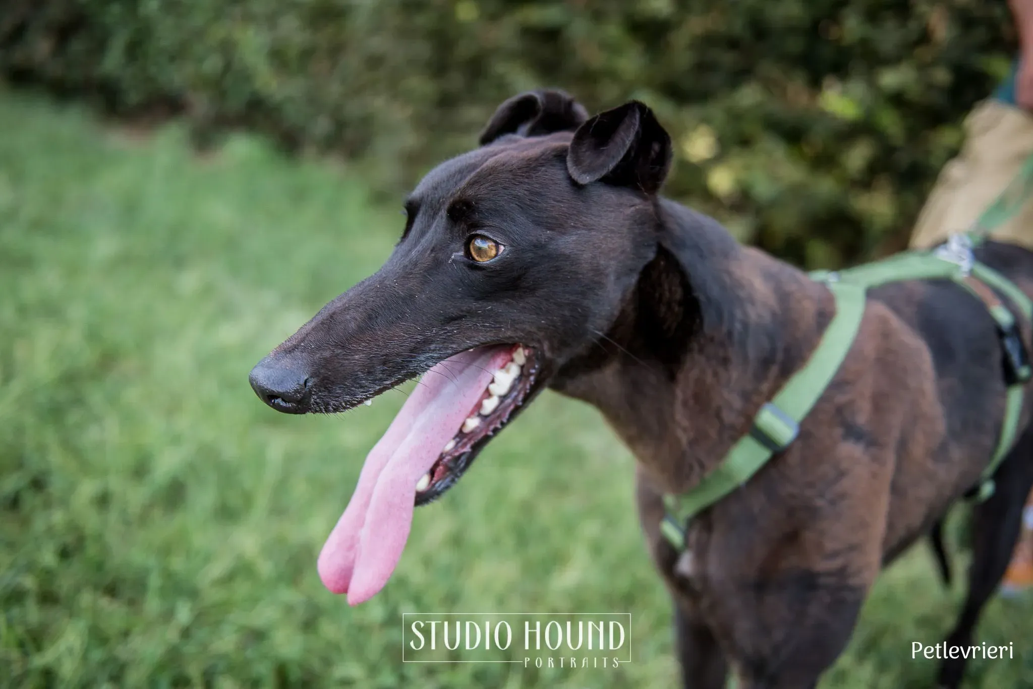 Felix greyhound petlevrieri16