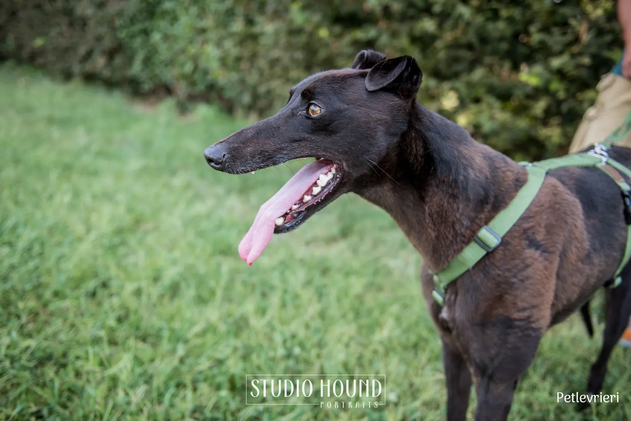 Felix greyhound petlevrieri17