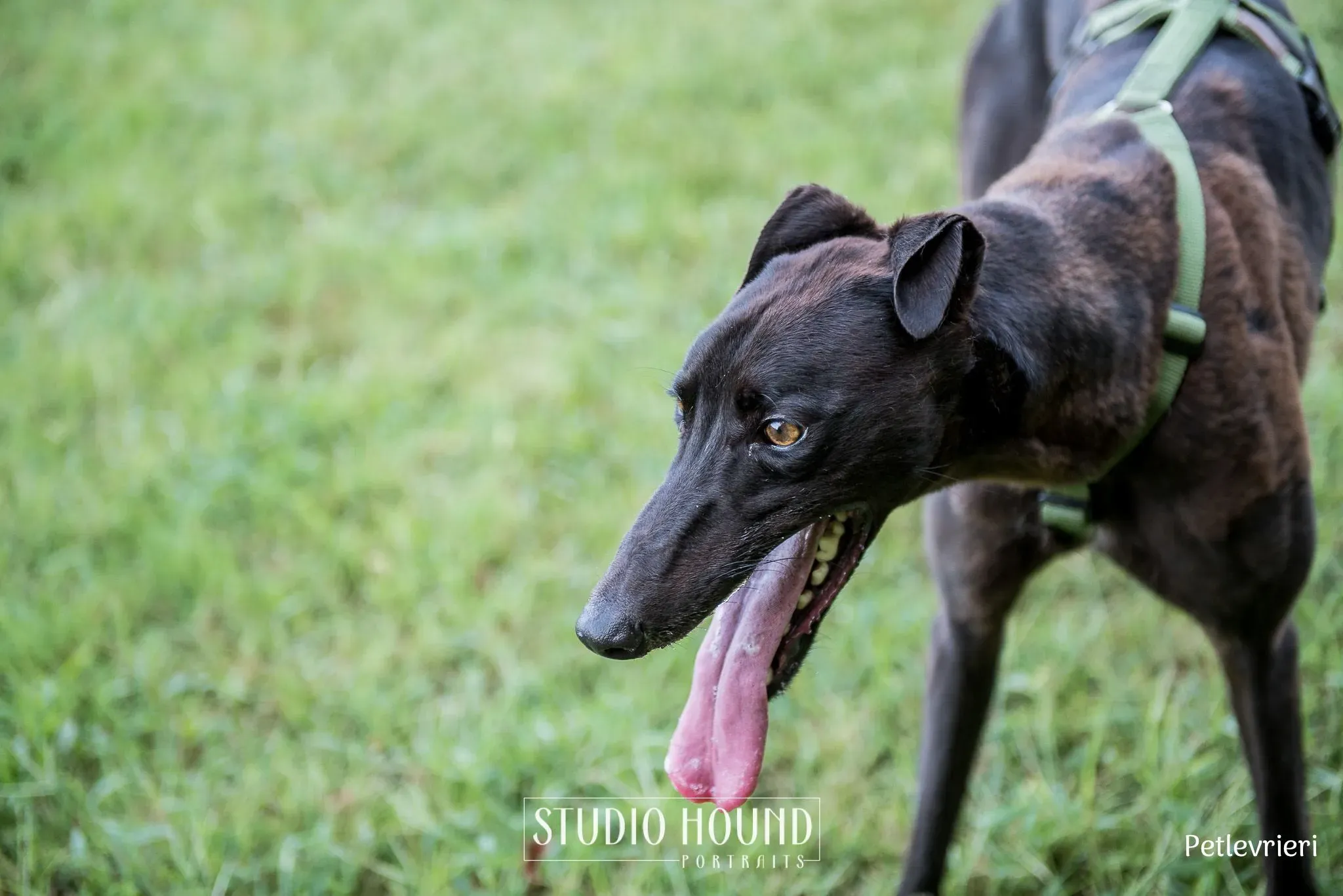 Felix greyhound petlevrieri2