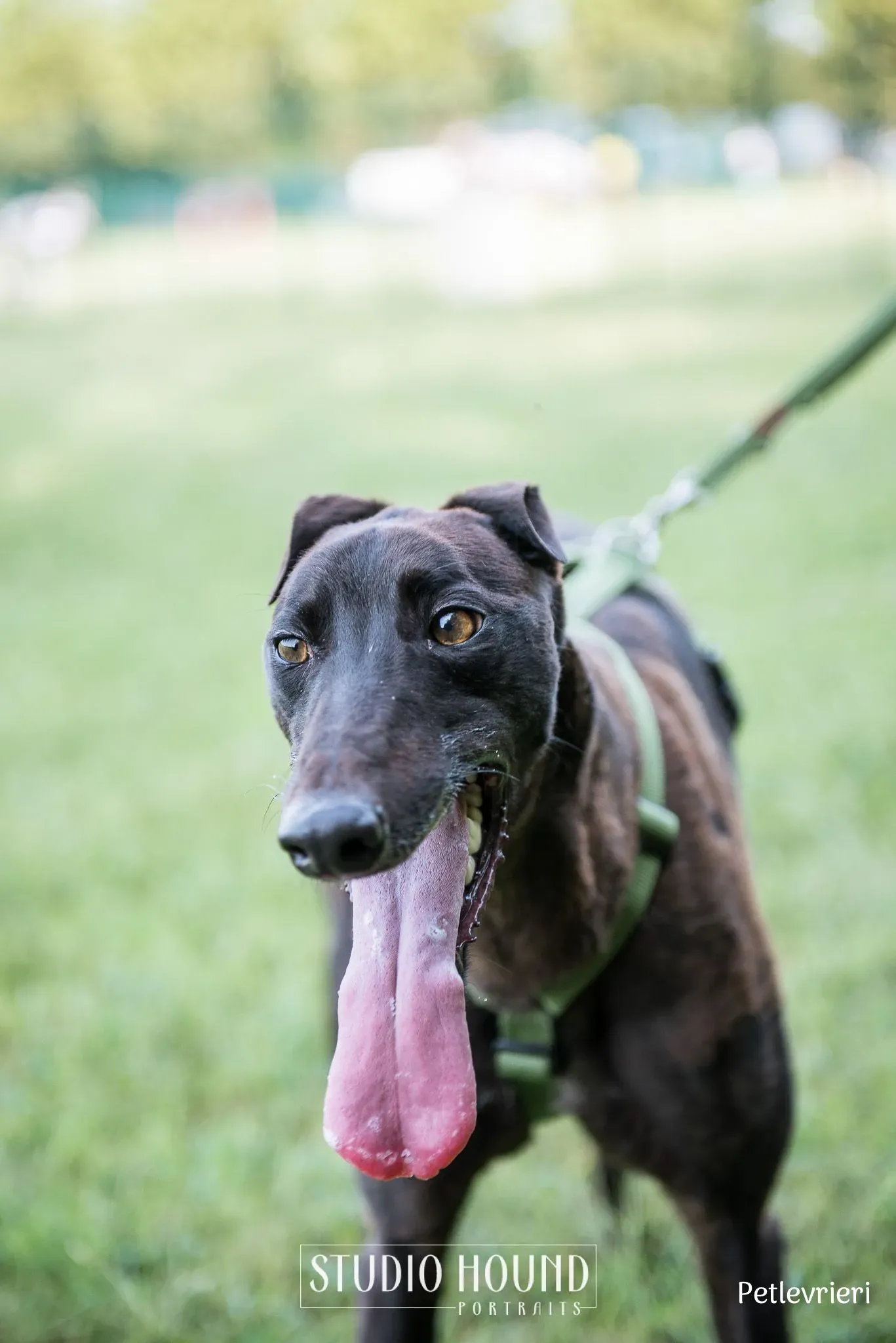 Felix greyhound petlevrieri3