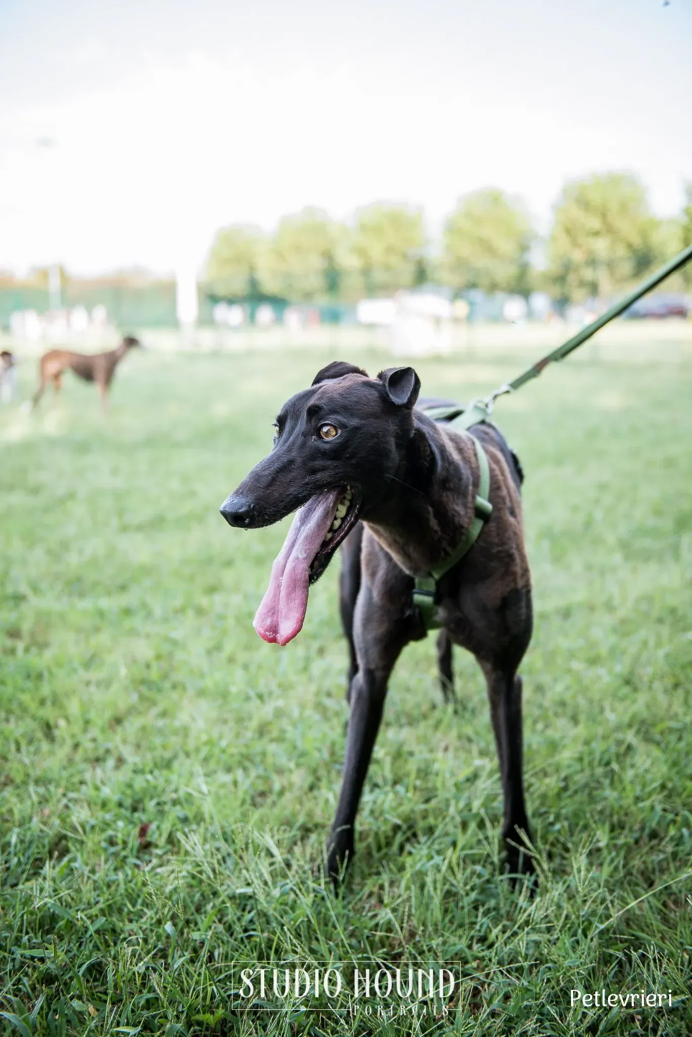 Felix greyhound petlevrieri4