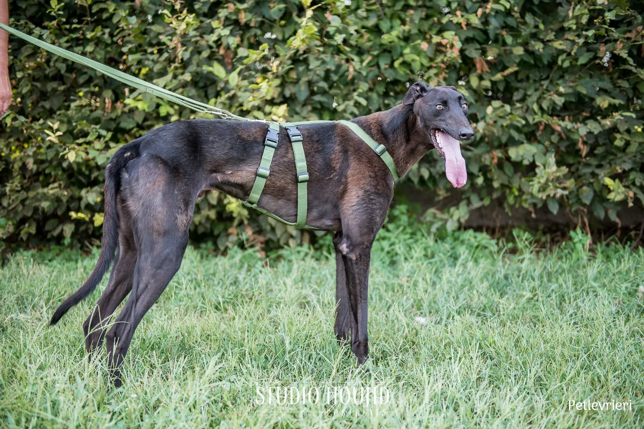 Felix greyhound petlevrieri5