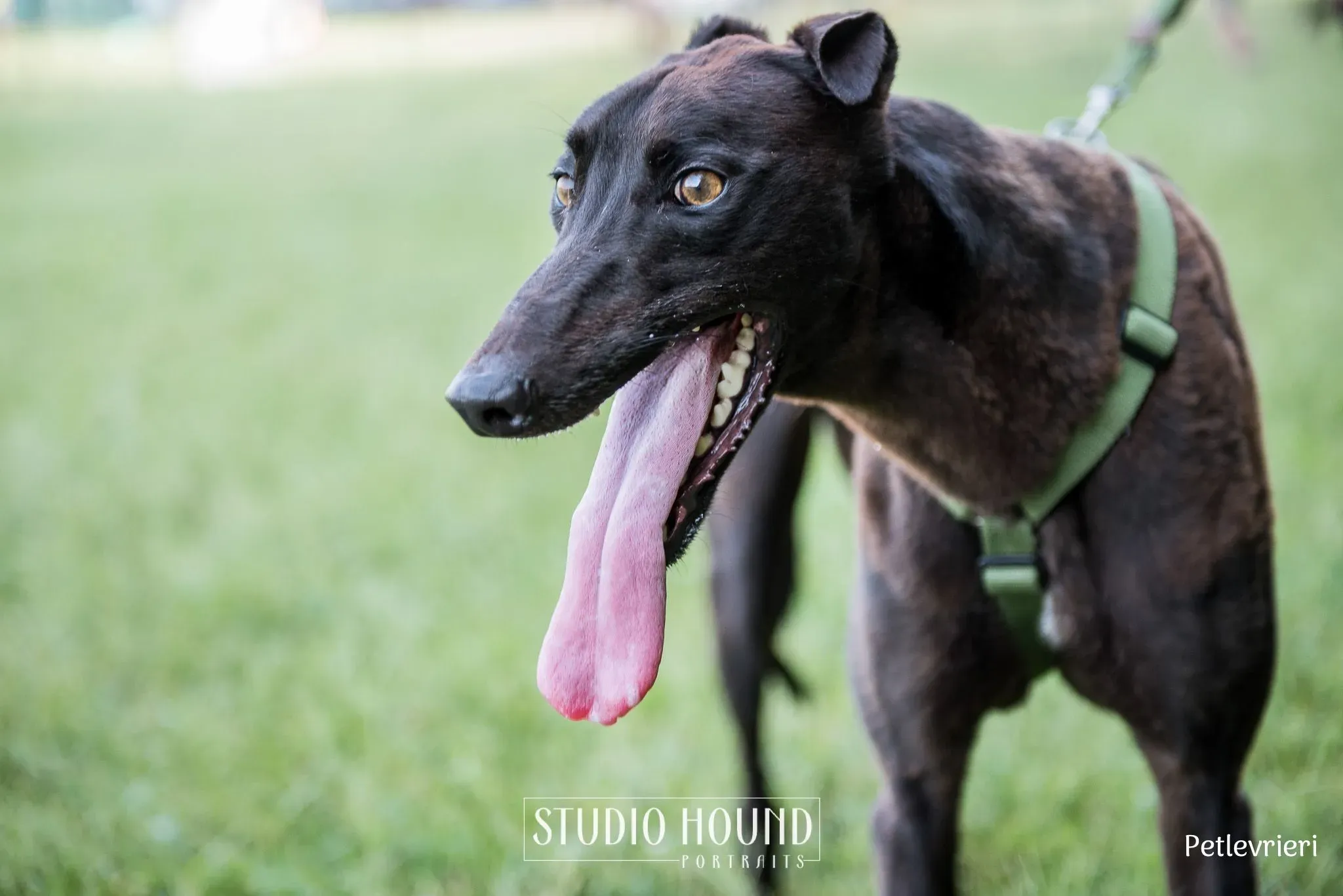 Felix greyhound petlevrieri6