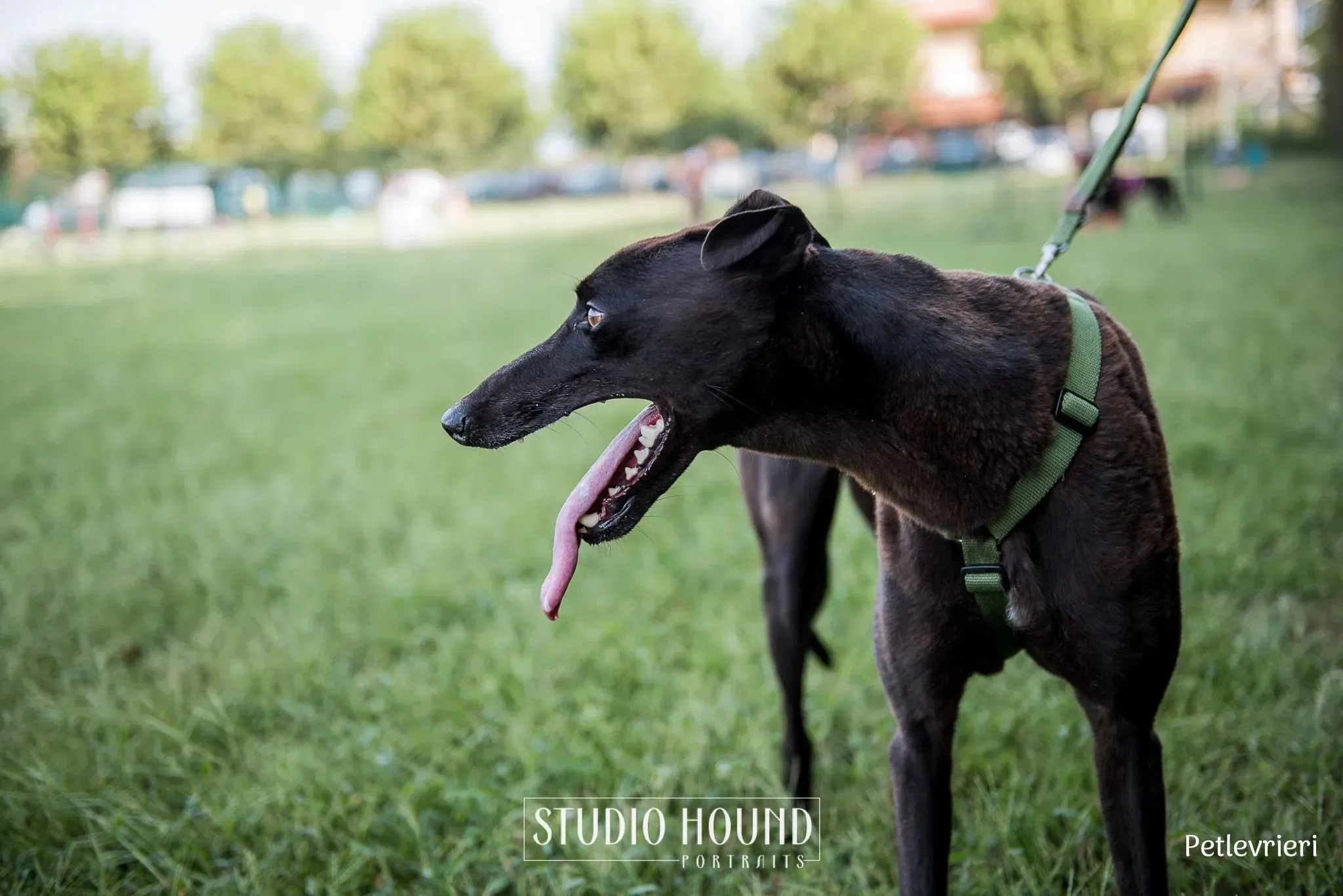 Felix greyhound petlevrieri7