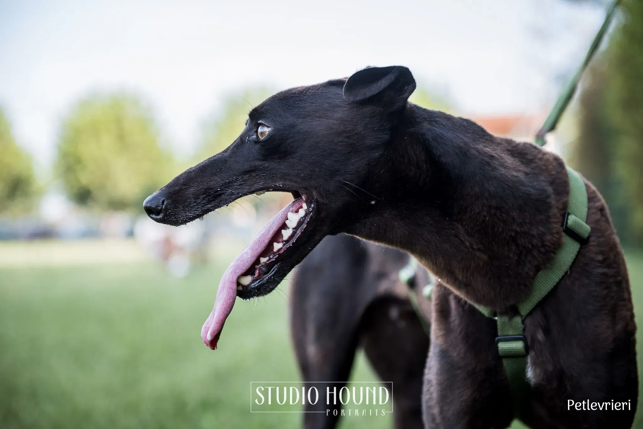Felix greyhound petlevrieri8
