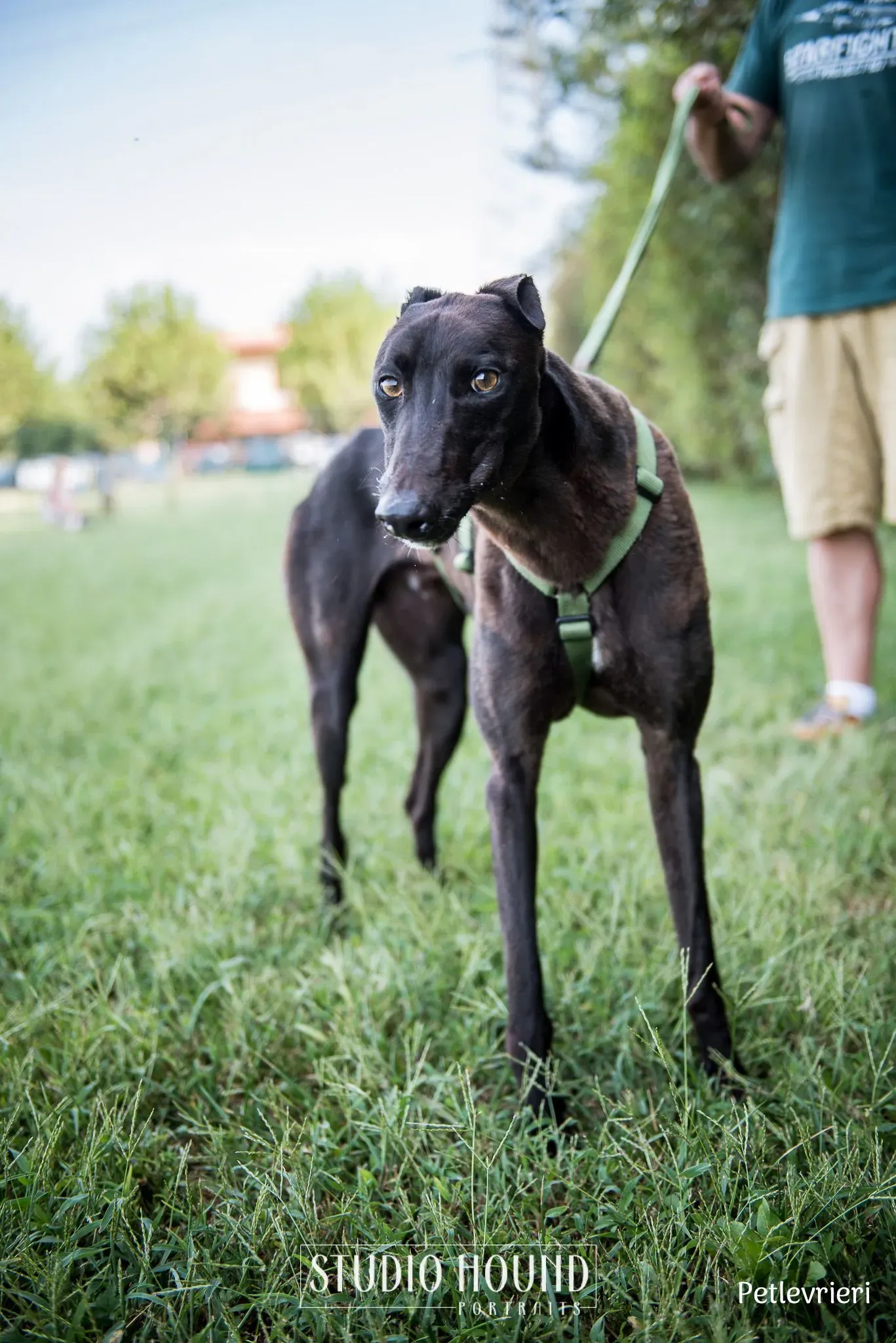 Felix greyhound petlevrieri9