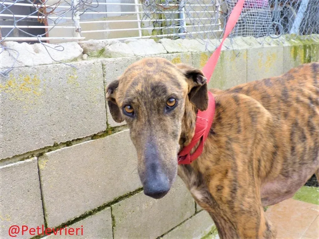 Feliz adozione levrieri galgo 01
