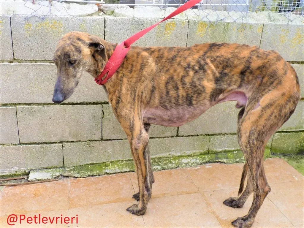 Feliz adozione levrieri galgo 02