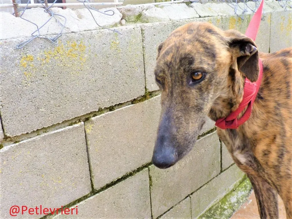 Feliz adozione levrieri galgo 03