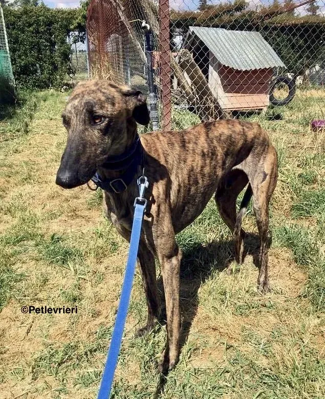 Feliz adozione levrieri galgo 1 2