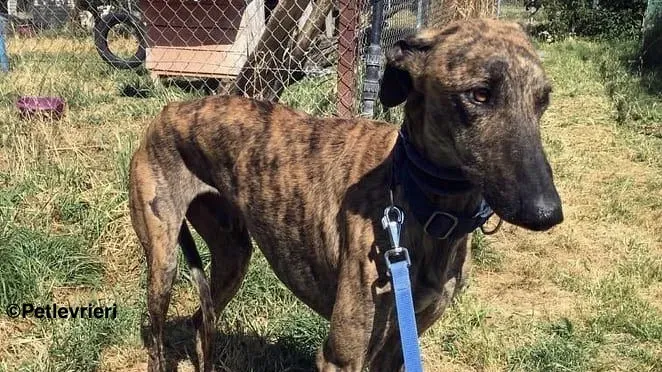 Feliz adozione levrieri galgo 1