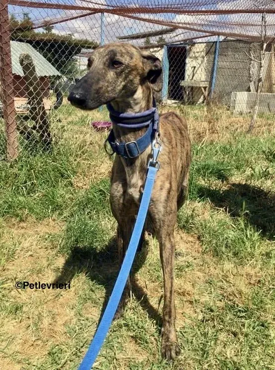 Feliz adozione levrieri galgo 2