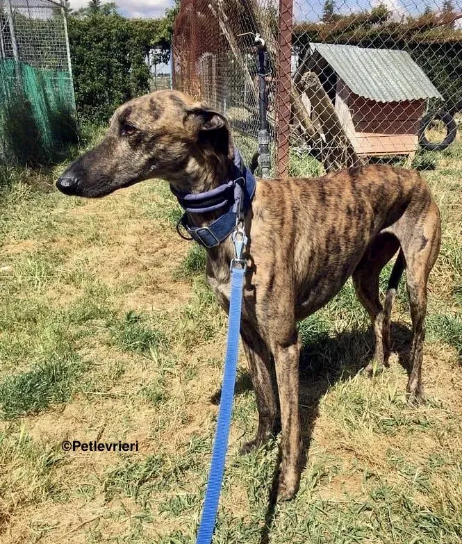 Feliz adozione levrieri galgo 3