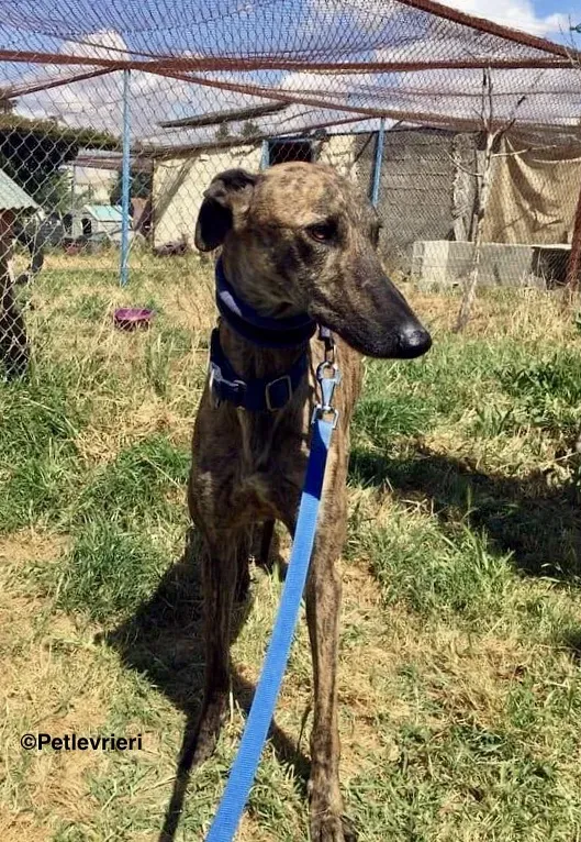 Feliz adozione levrieri galgo 4