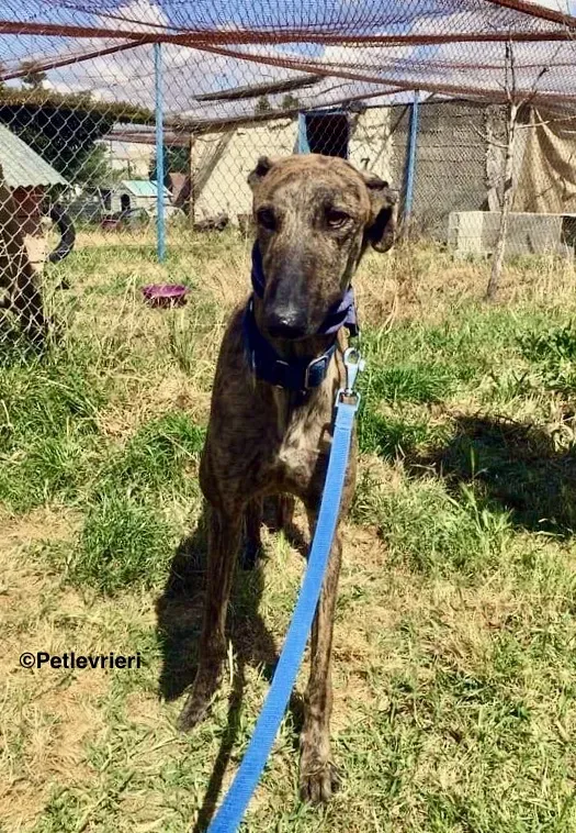 Feliz adozione levrieri galgo 5