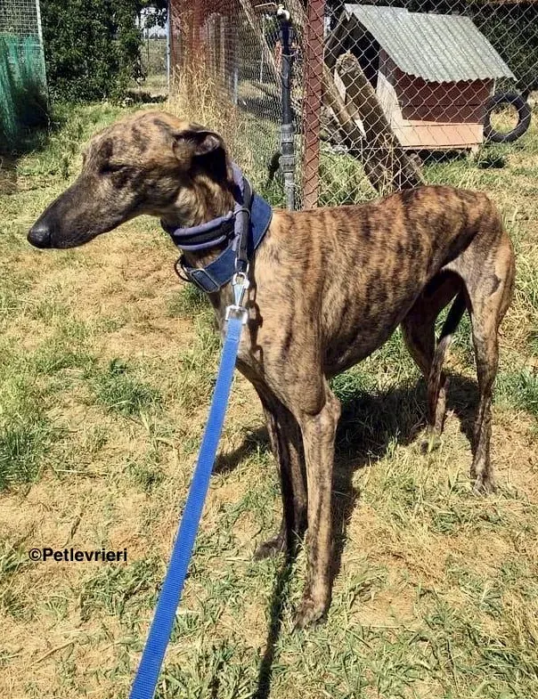 Feliz adozione levrieri galgo 6