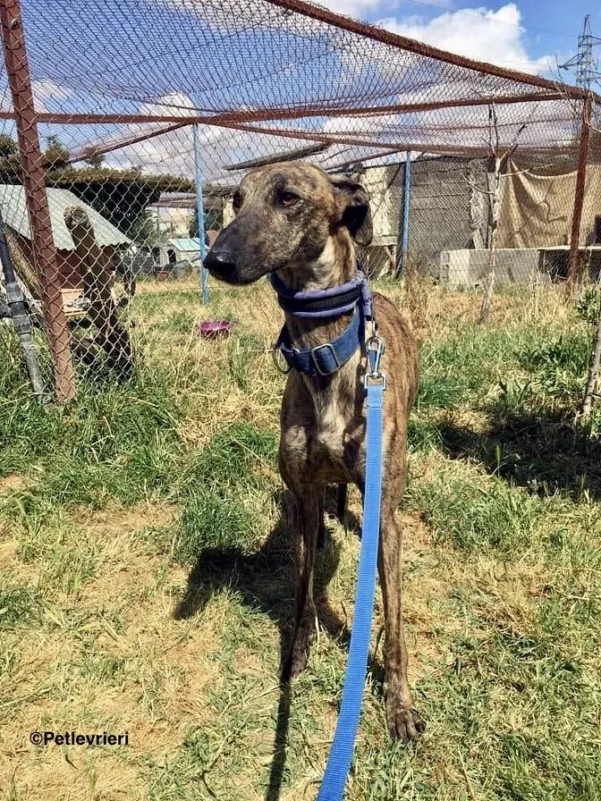 Feliz adozione levrieri galgo 7