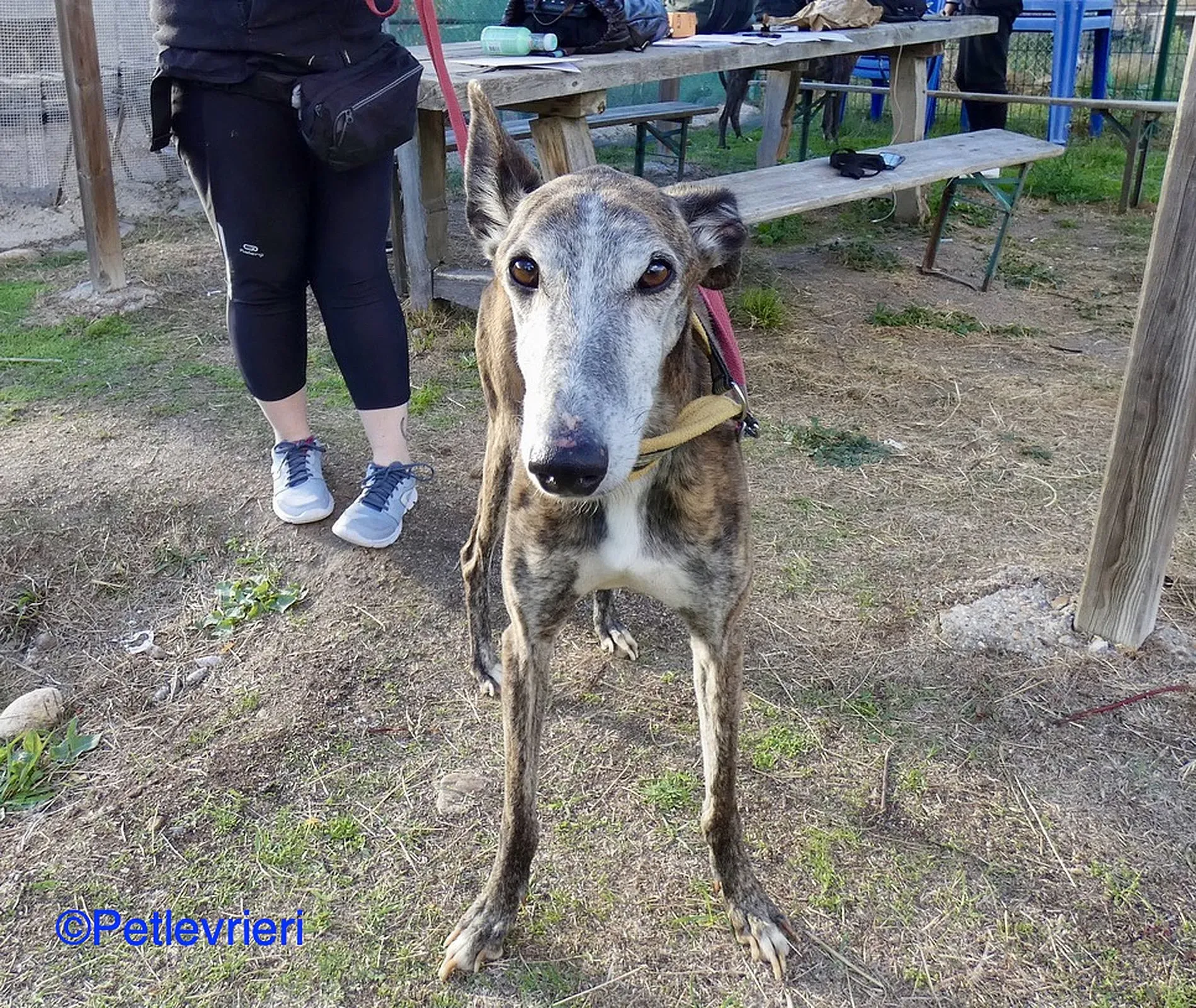 Fergus adozione levrieri galgo 01