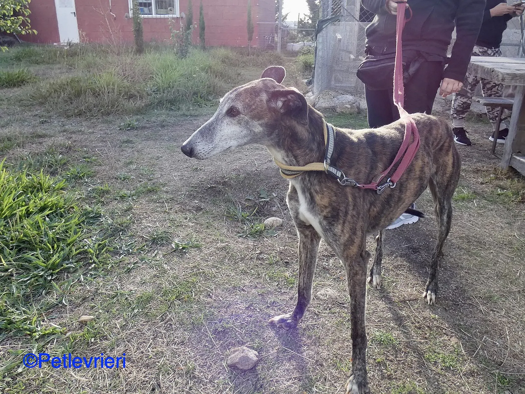 Fergus adozione levrieri galgo 02