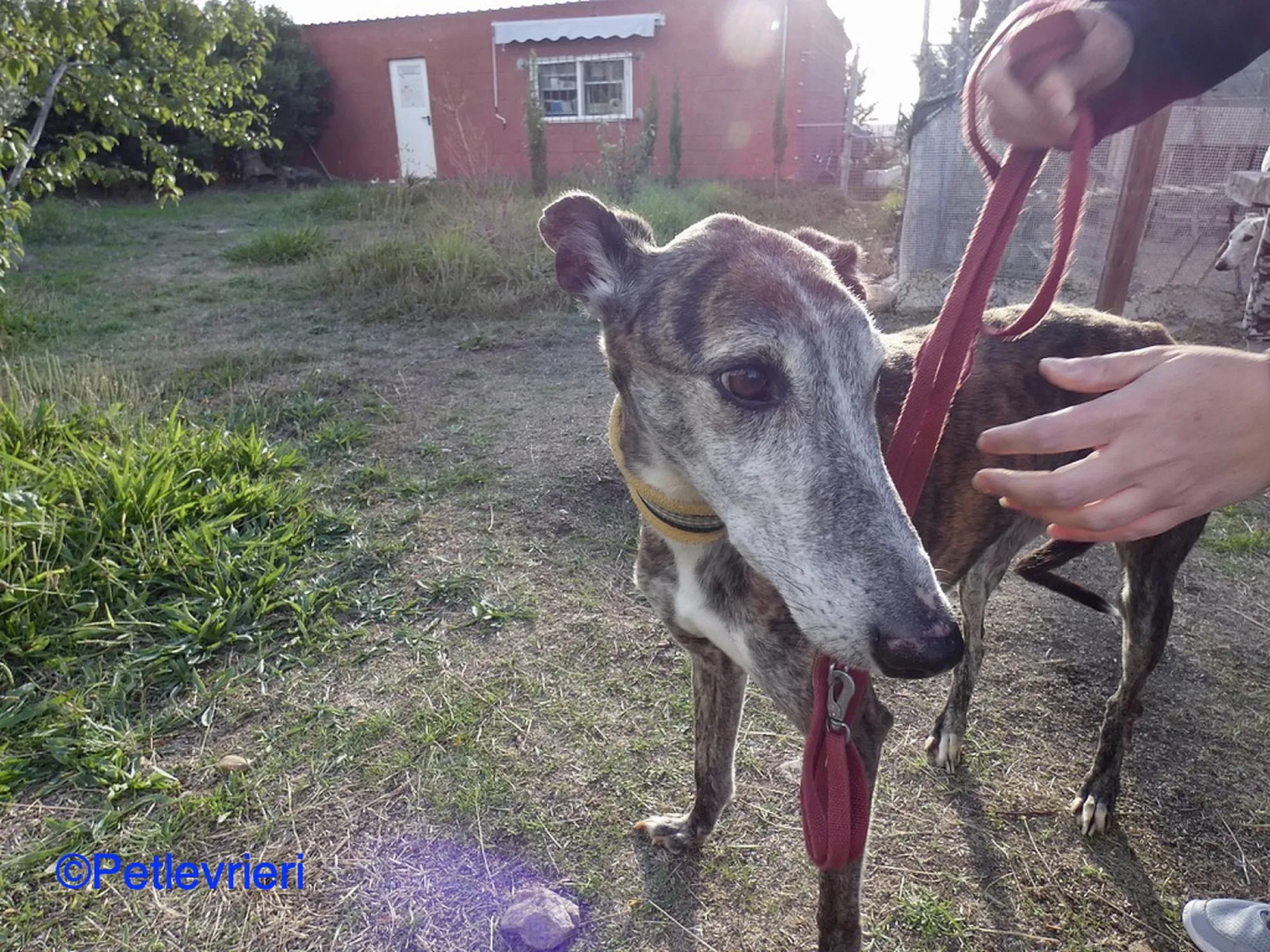 Fergus adozione levrieri galgo 03