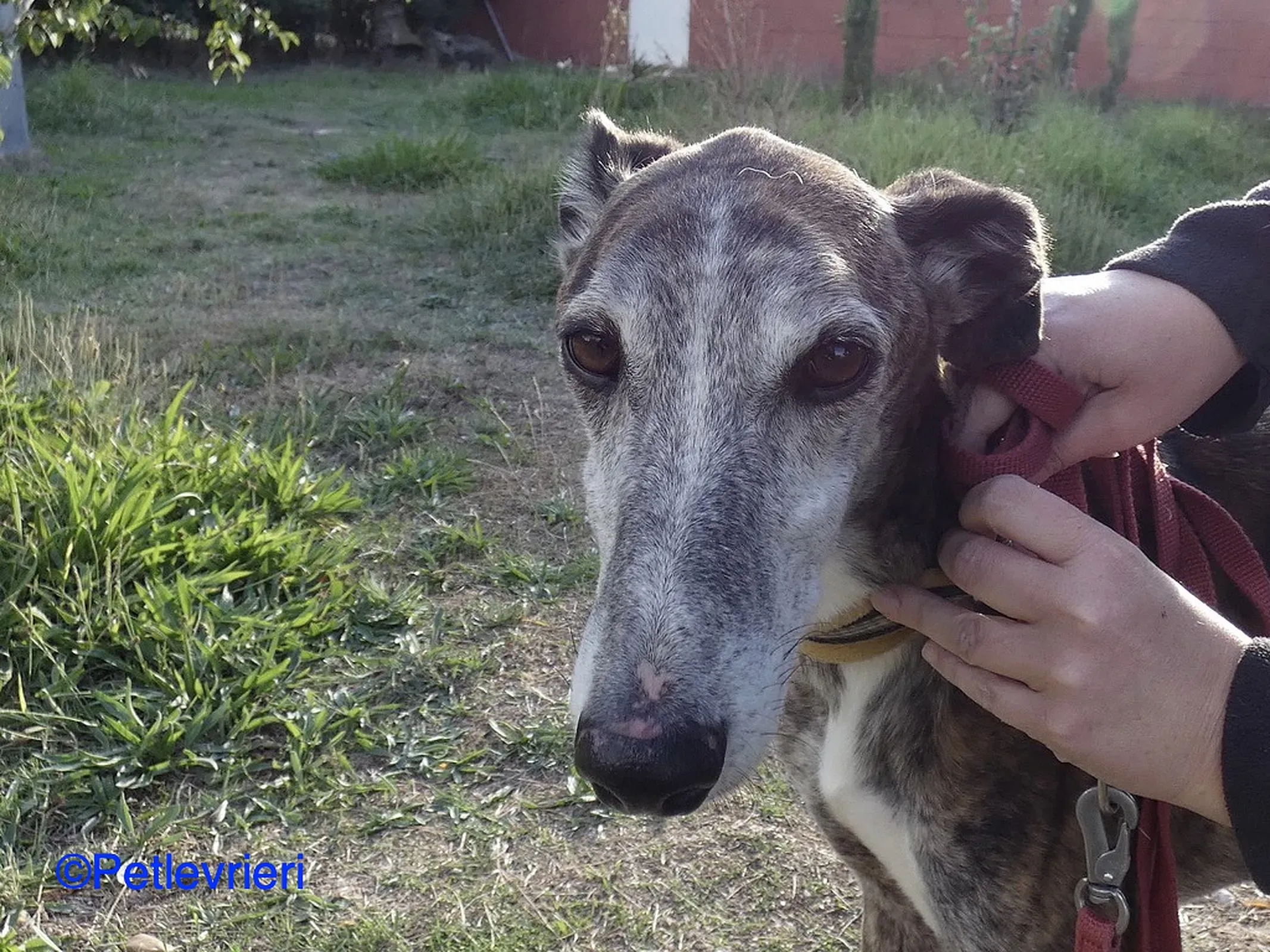 Fergus adozione levrieri galgo 04