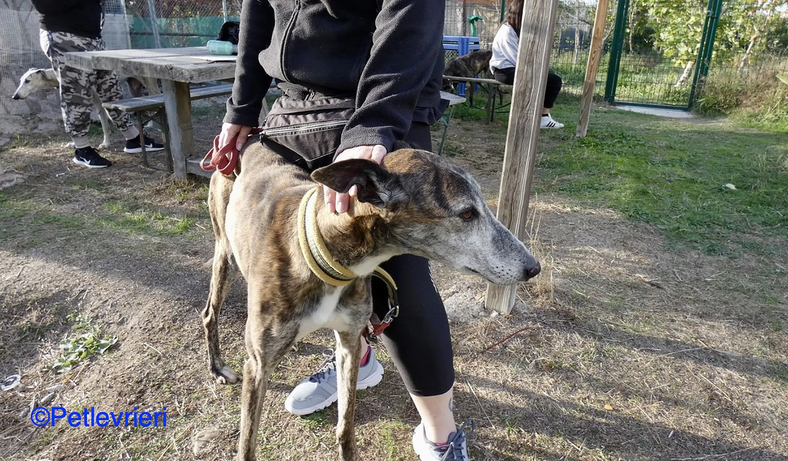 Fergus adozione levrieri galgo 05