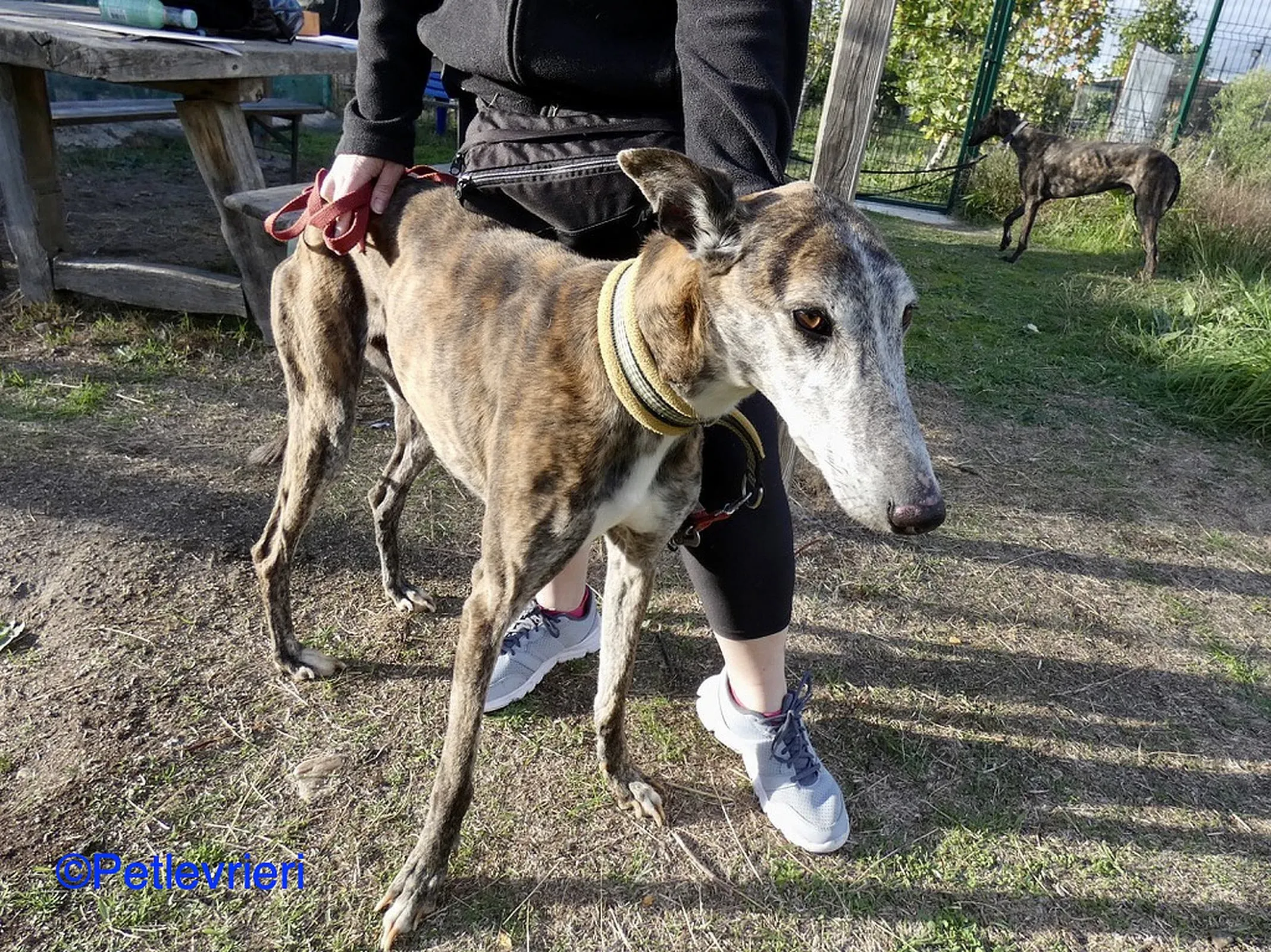 Fergus adozione levrieri galgo 06