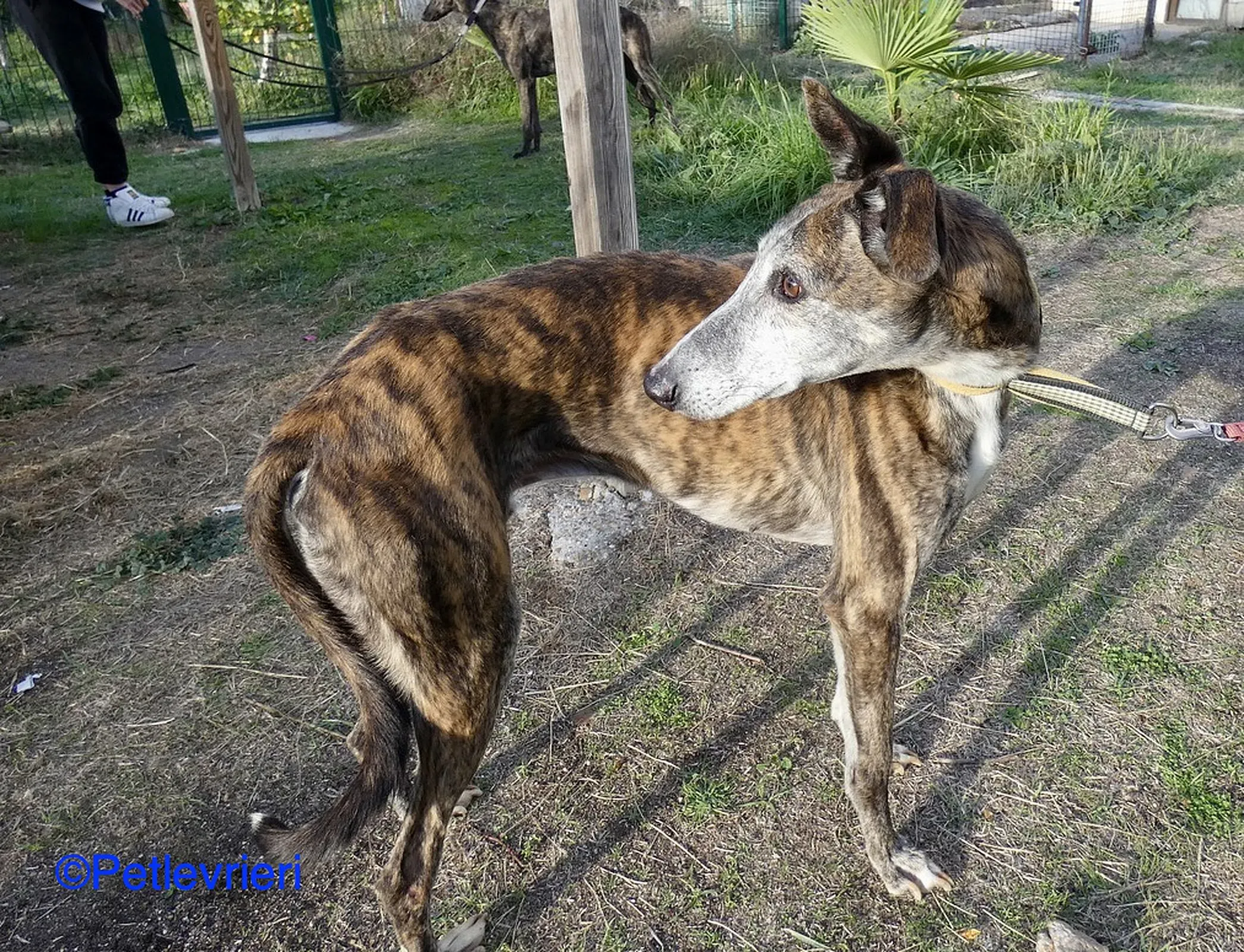 Fergus adozione levrieri galgo 07