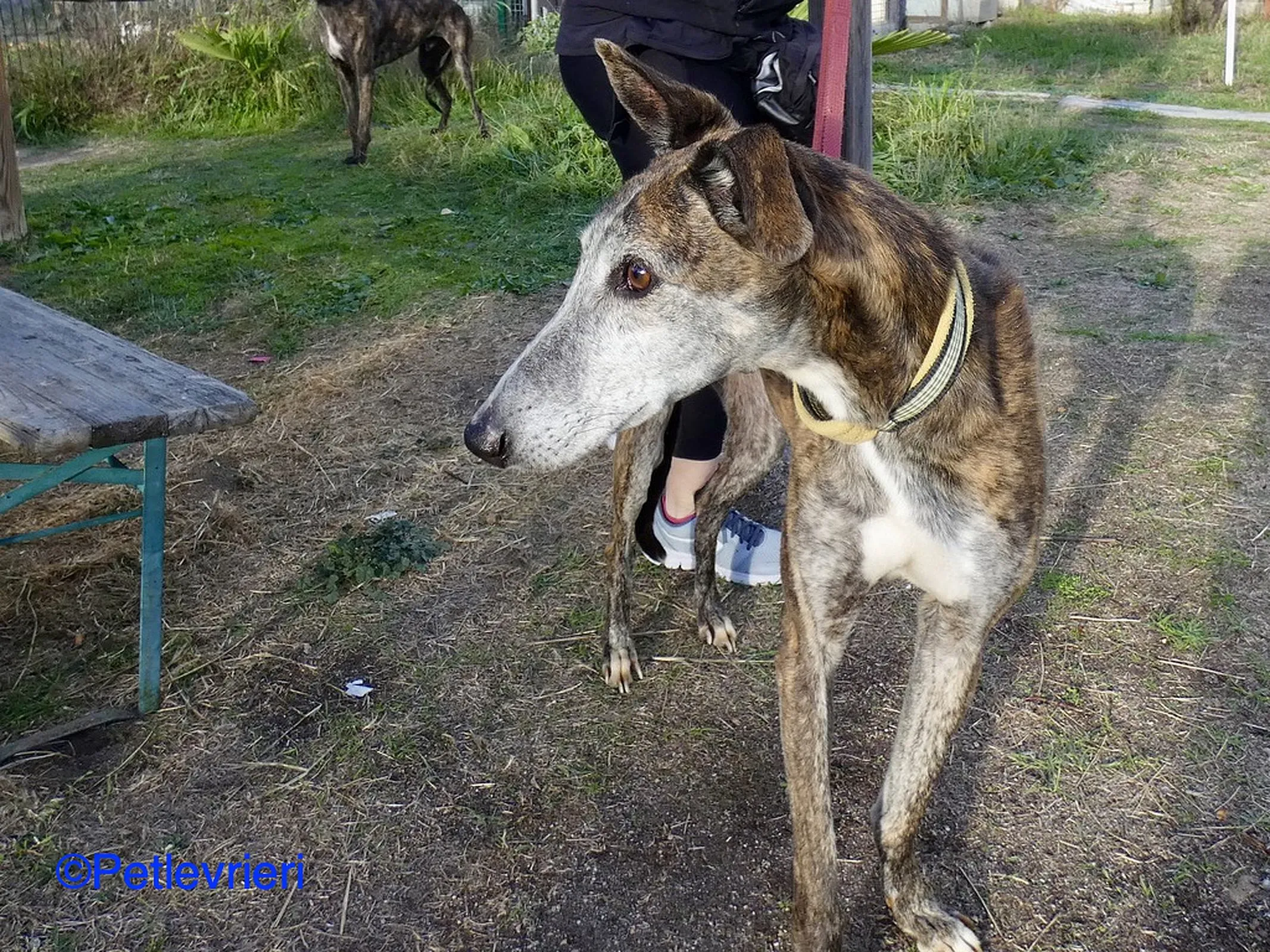 Fergus adozione levrieri galgo 08