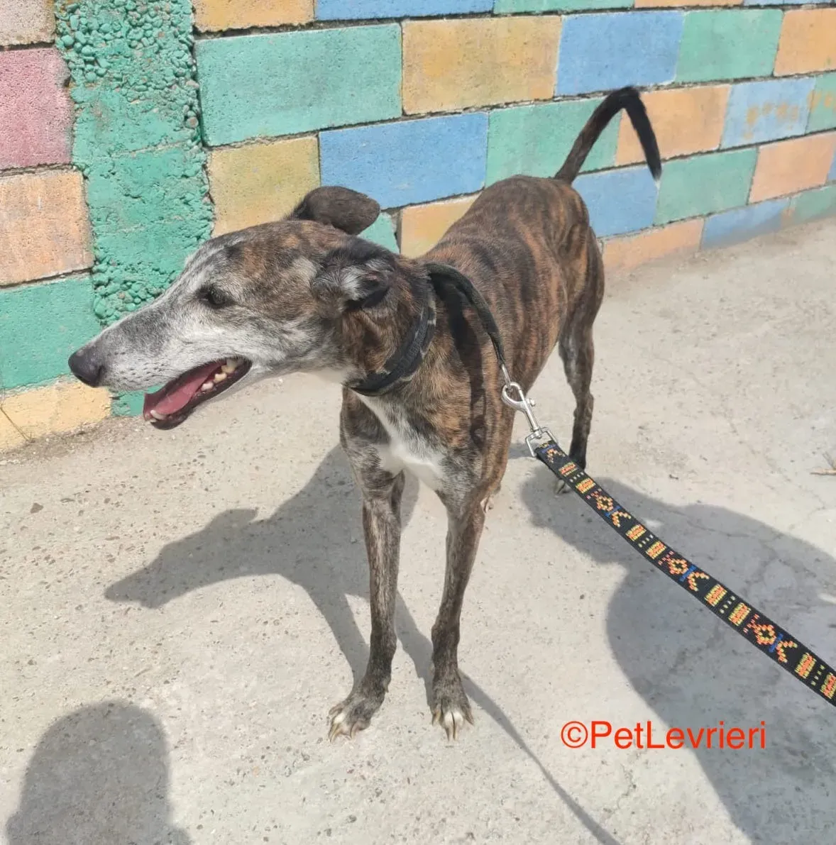 Fergus adozione levrieri galgo 1 1