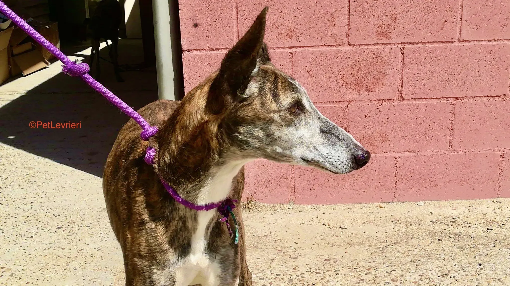 Fergus adozione levrieri galgo 1