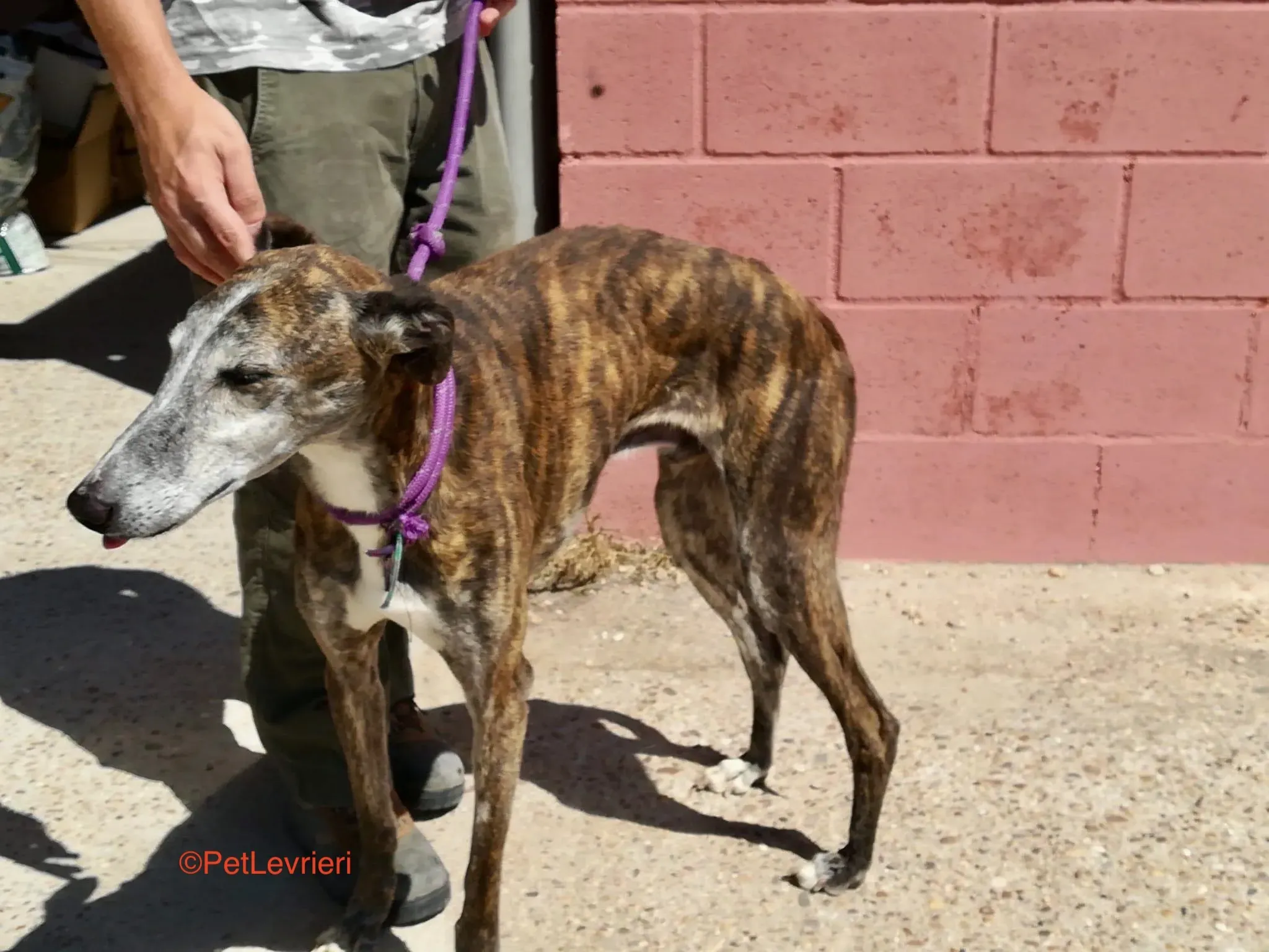 Fergus adozione levrieri galgo 2