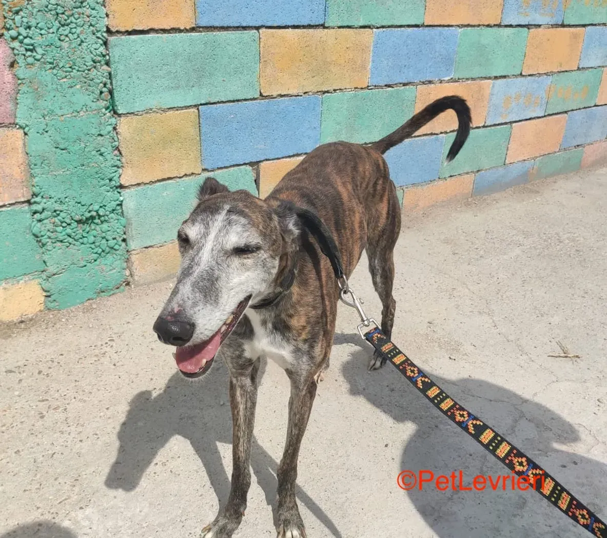 Fergus adozione levrieri galgo 3