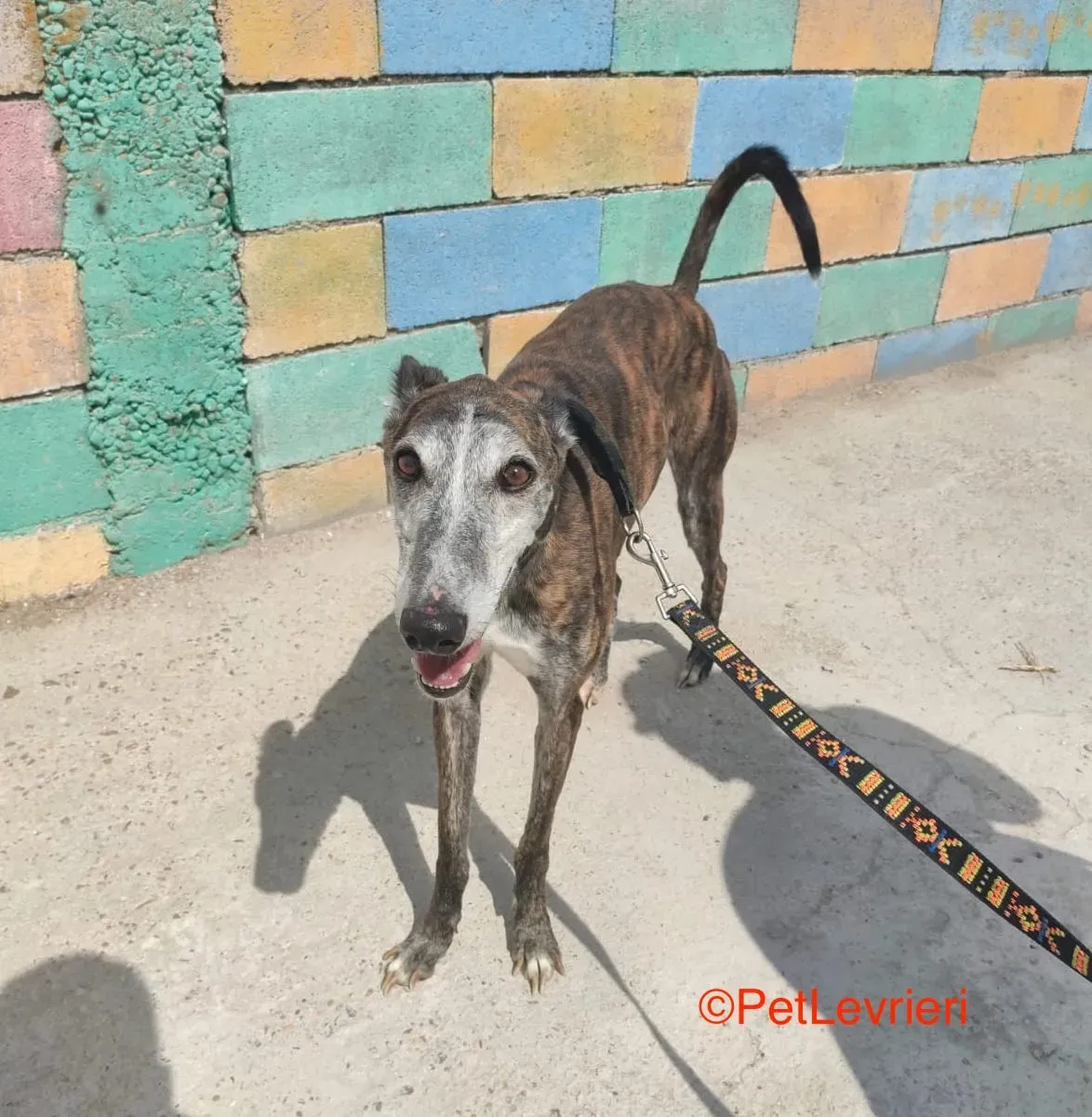 Fergus adozione levrieri galgo 5