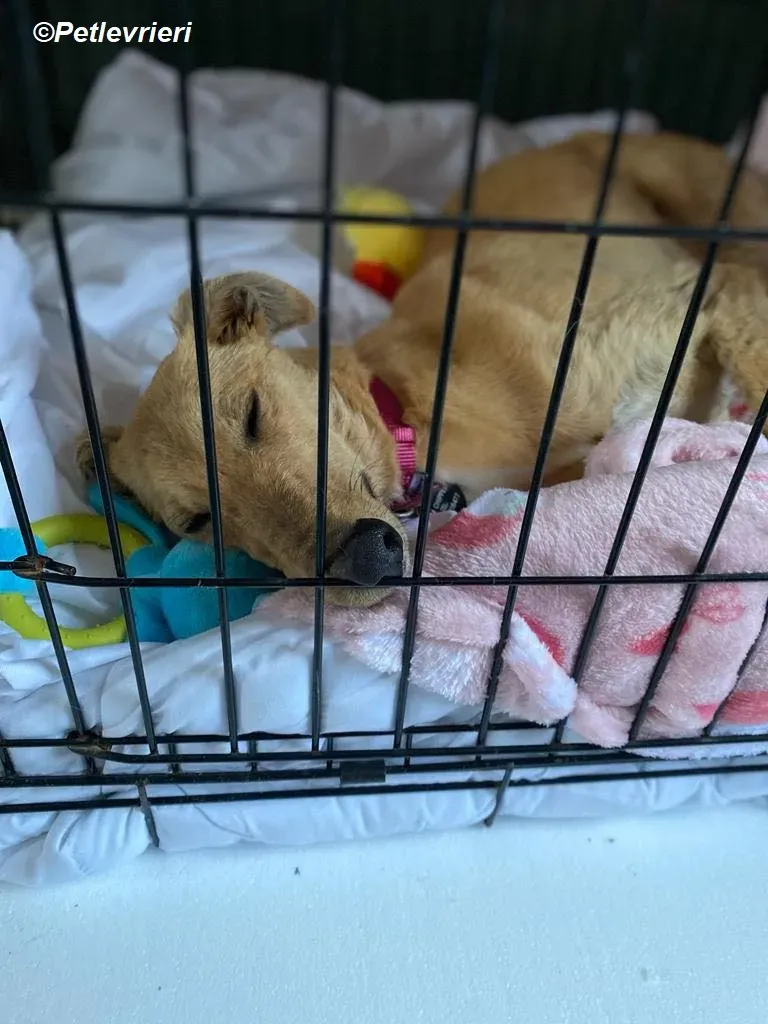 Fidget adozione levrieri greyhound 1