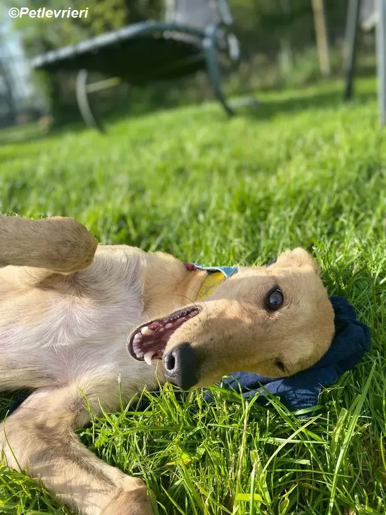 Fidget adozione levrieri greyhound 10