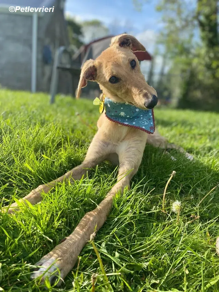 Fidget adozione levrieri greyhound 11
