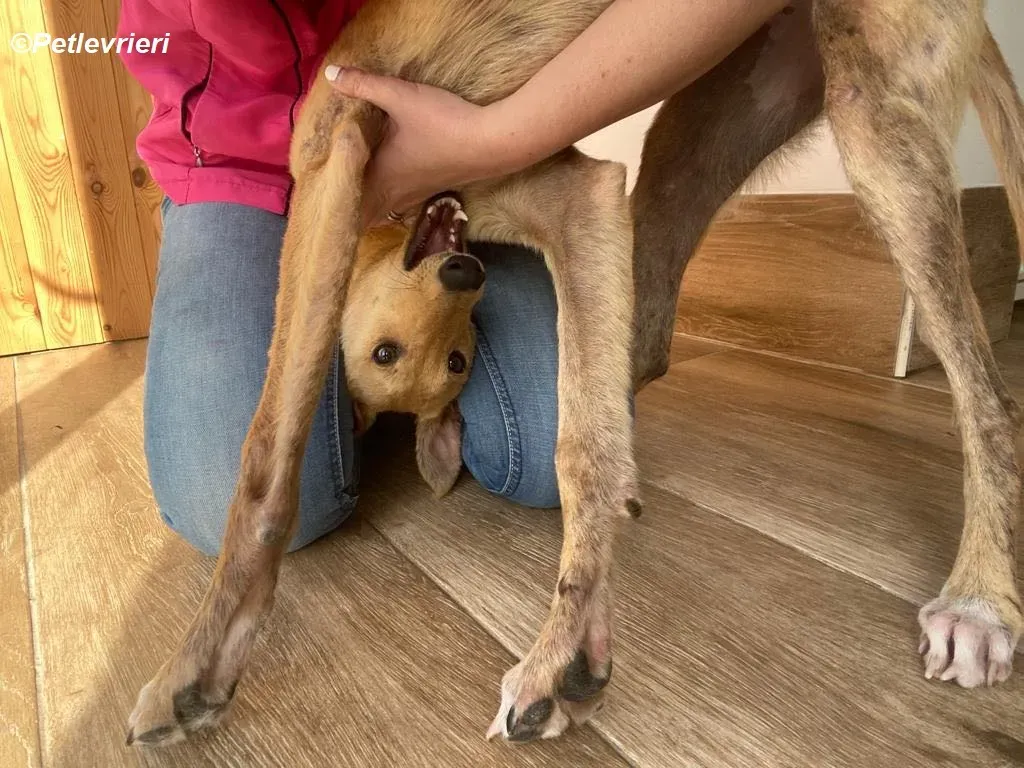 Fidget adozione levrieri greyhound 12