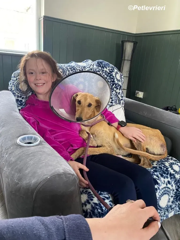 Fidget adozione levrieri greyhound 13