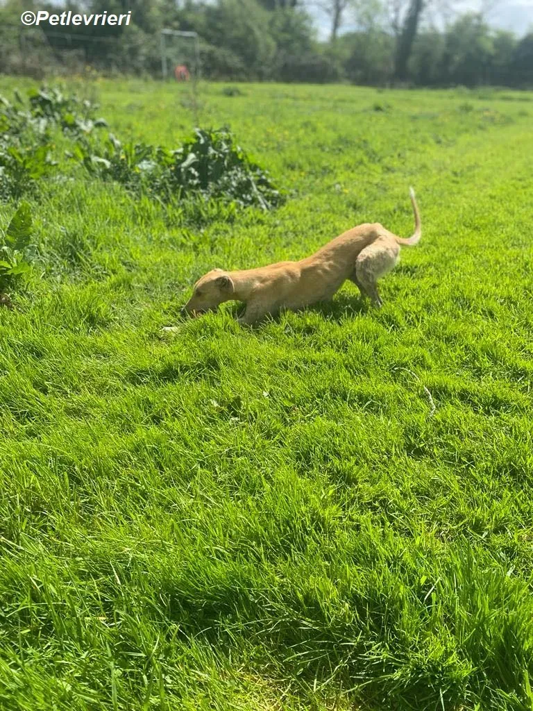 Fidget adozione levrieri greyhound 14