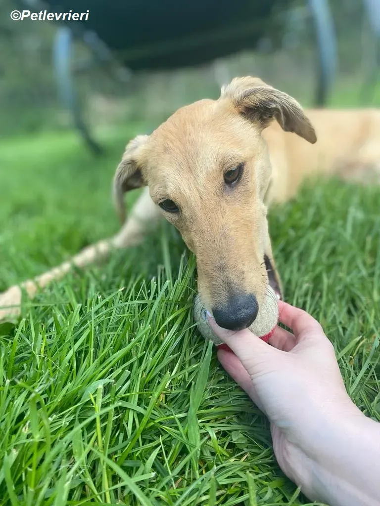 Fidget adozione levrieri greyhound 15