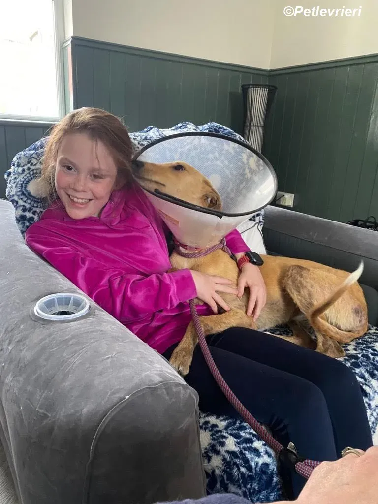 Fidget adozione levrieri greyhound 16