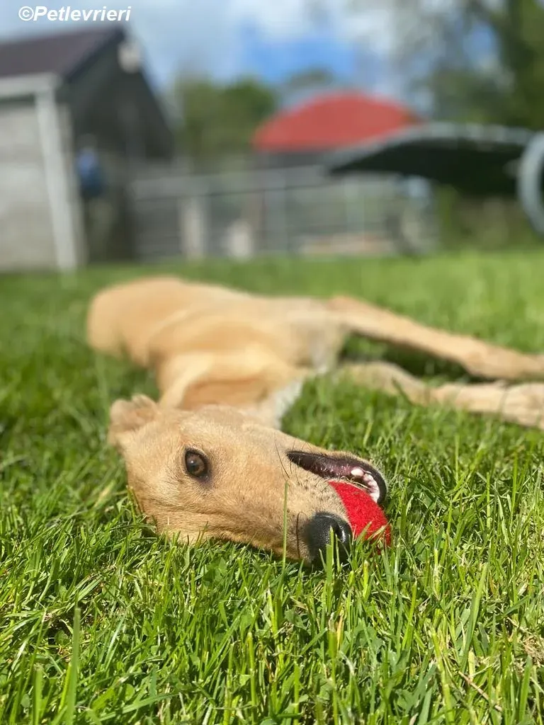 Fidget adozione levrieri greyhound 17