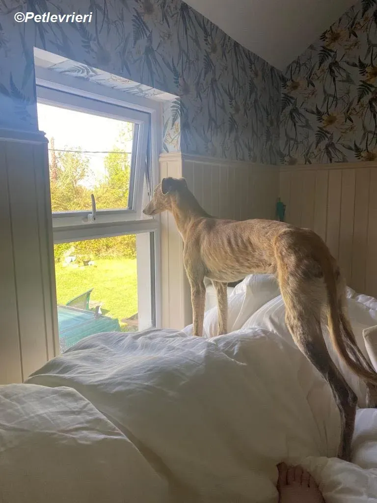 Fidget adozione levrieri greyhound 2