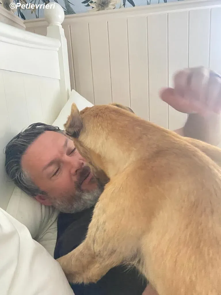 Fidget adozione levrieri greyhound 3